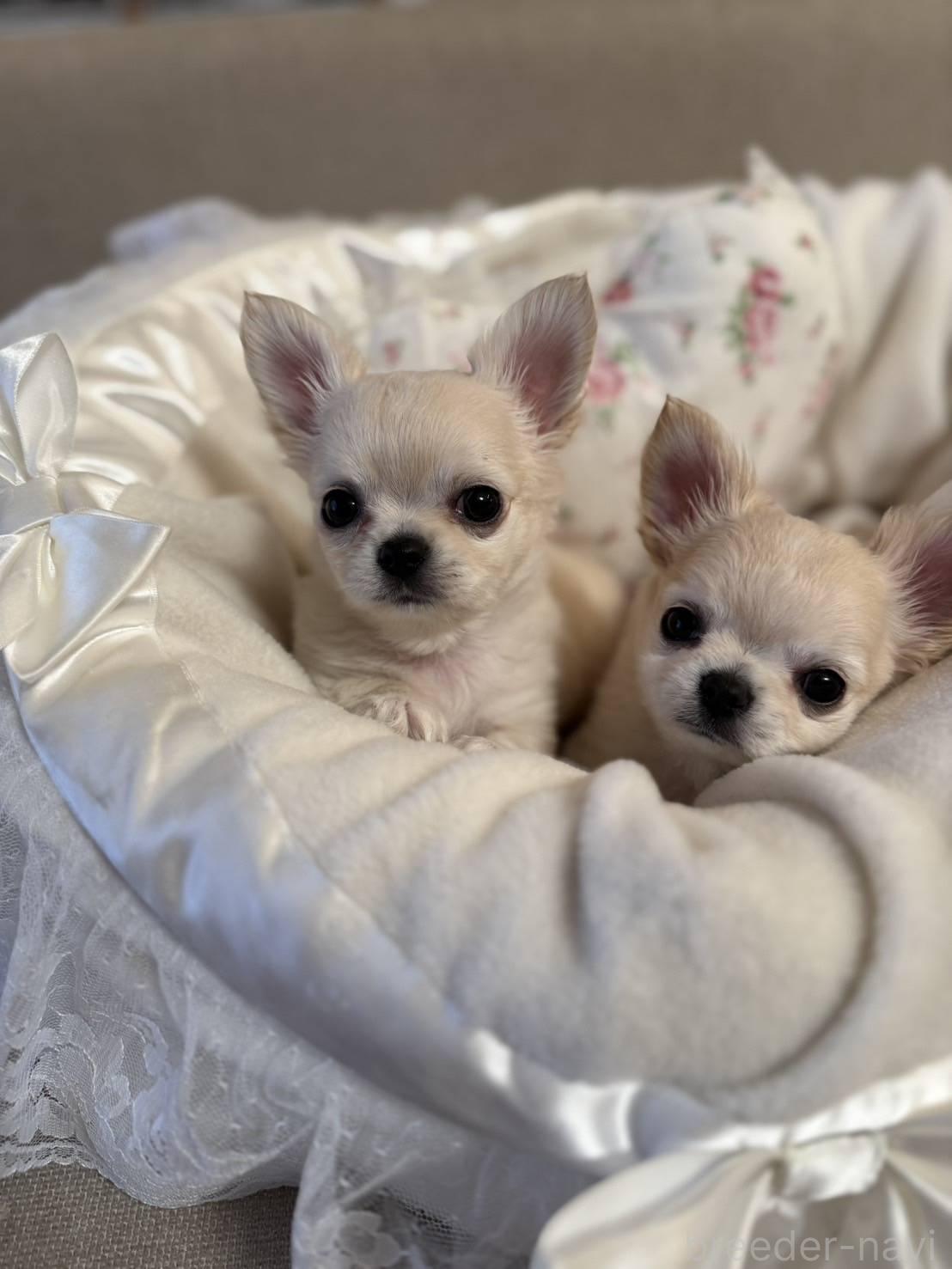 鈴木ブリーダー