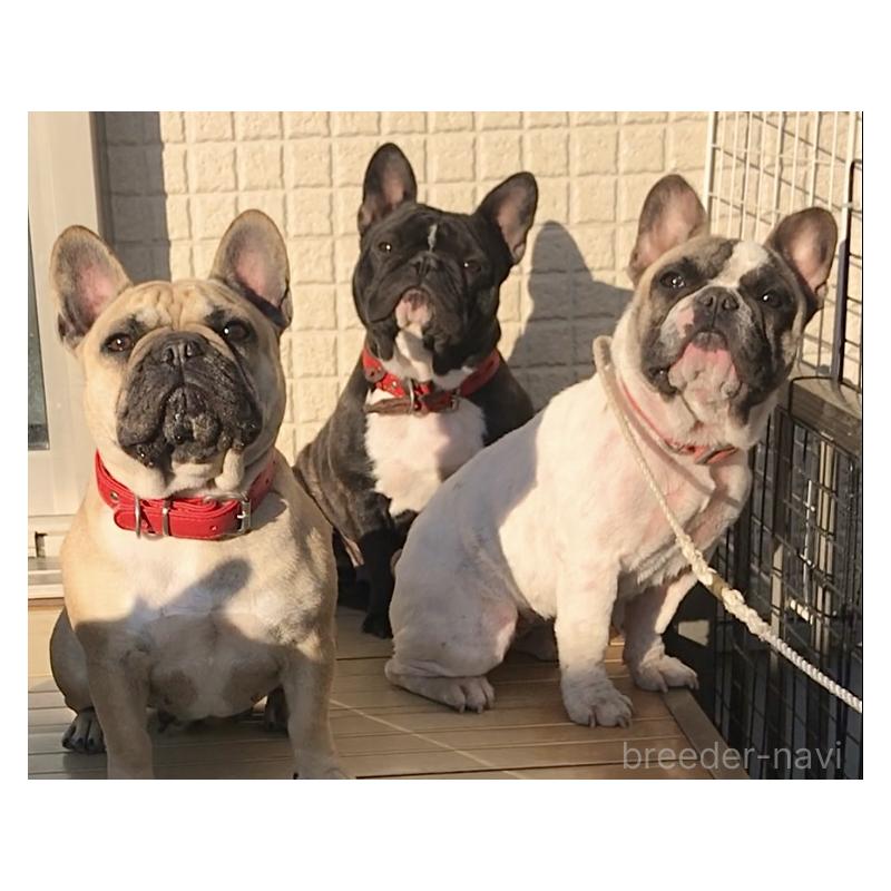 伊井アイダブリーダーの詳細の1枚目