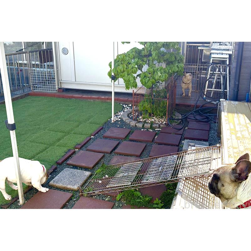 伊井アイダブリーダーの詳細