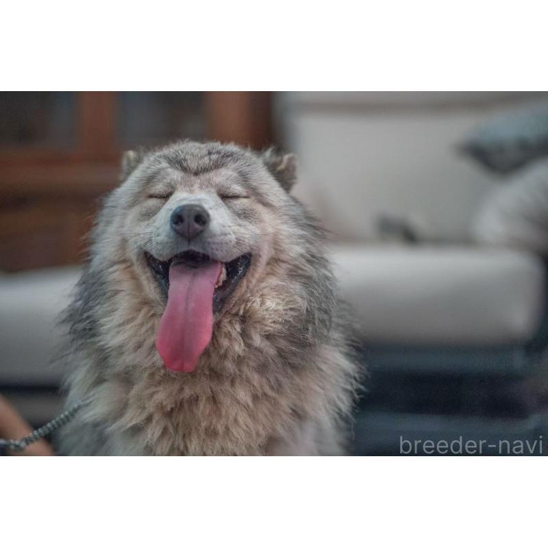 何暁松ブリーダーの詳細の1枚目