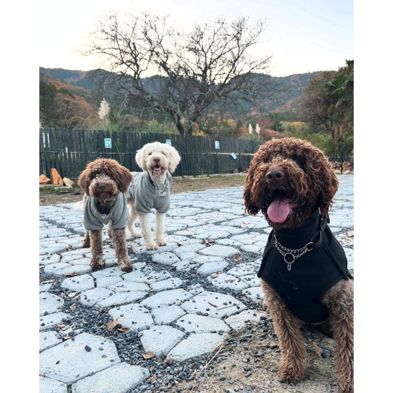 元吉美由紀ブリーダーの詳細