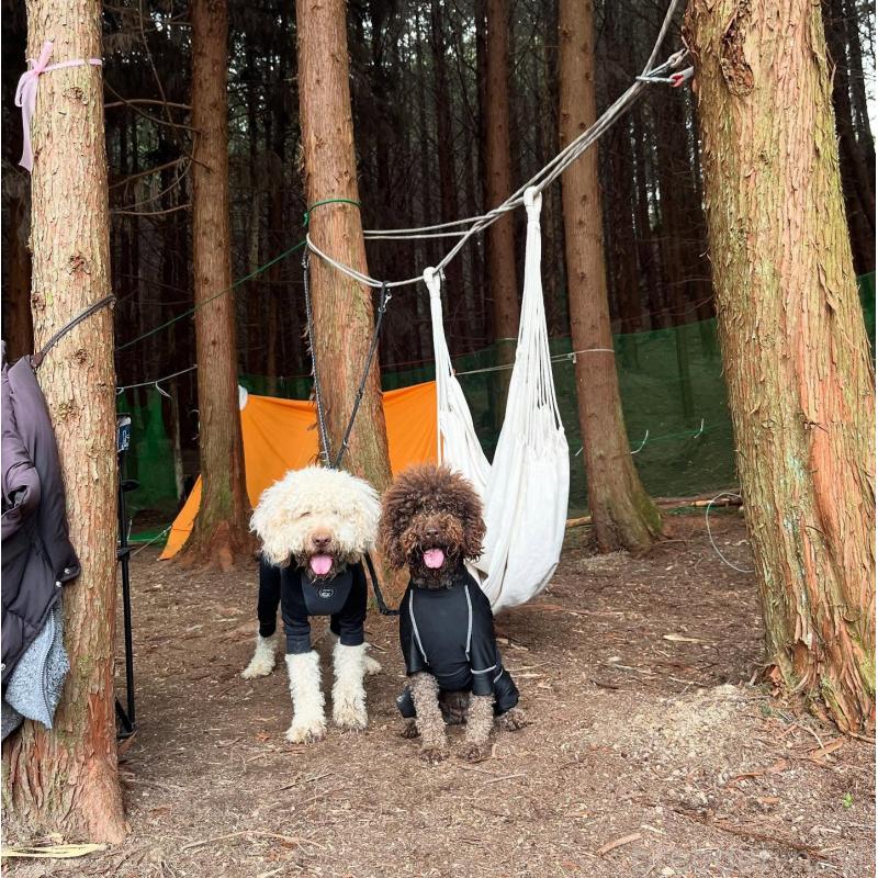 元吉美由紀ブリーダーの詳細