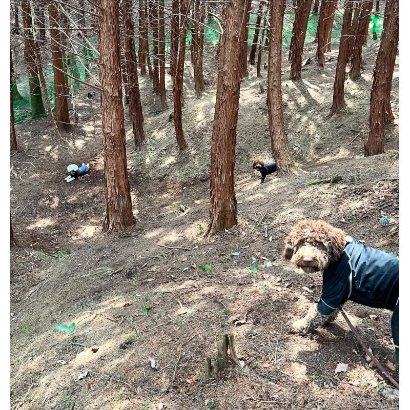 元吉美由紀ブリーダーの詳細