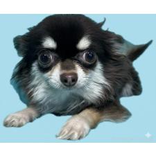 チワワ(ロングコート)の子犬