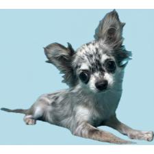 ♀︎チワワ(ロングコート)