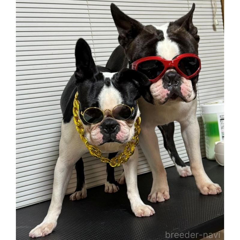 真鍋芳嗣ブリーダーの詳細の1枚目