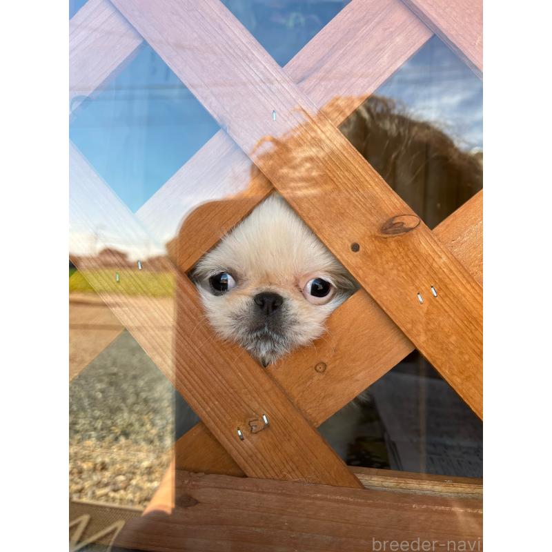 高橋栄子ブリーダーの詳細の1枚目