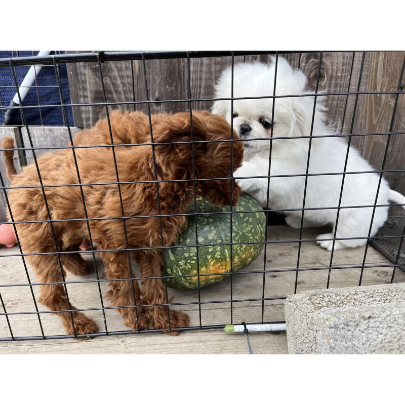 高橋栄子ブリーダーの詳細