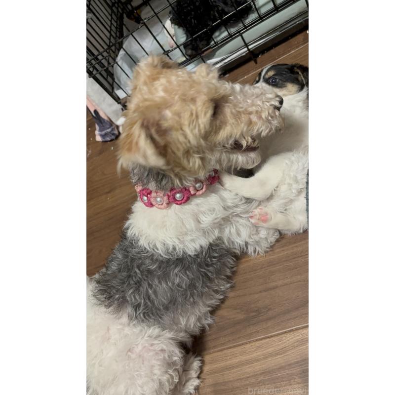 宮本ありさブリーダーの詳細