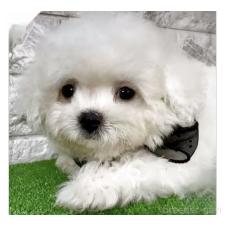 ♀︎ビションフリーゼ