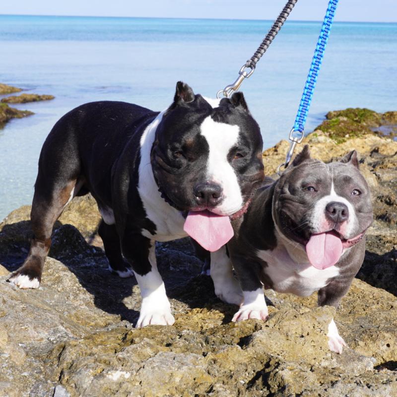 﨑原悠太ブリーダーの詳細