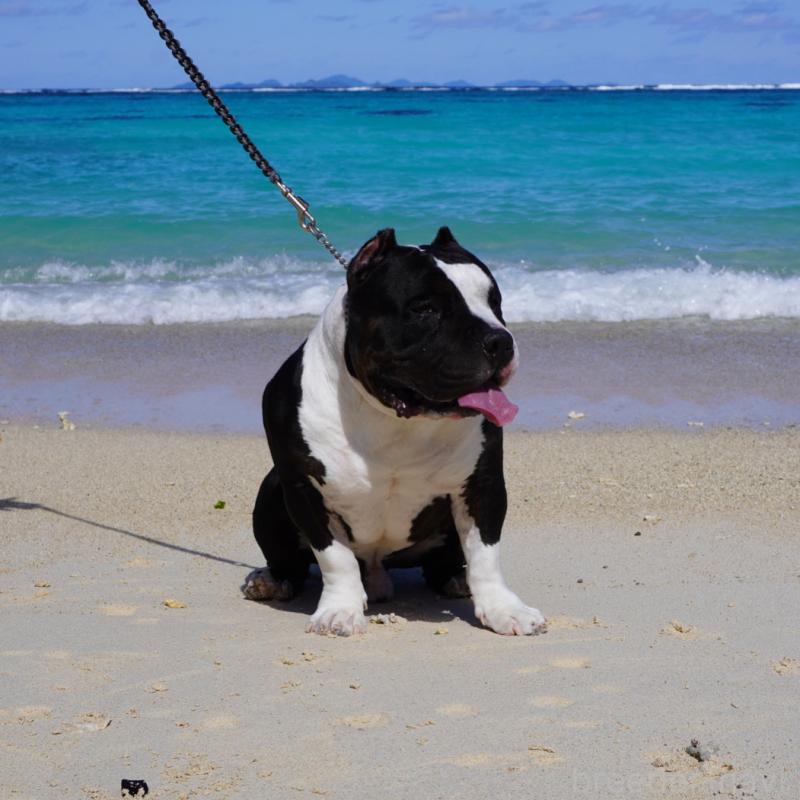 﨑原悠太ブリーダーの詳細