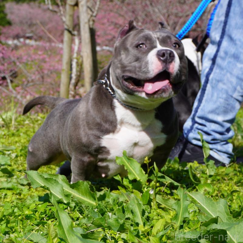 﨑原悠太ブリーダーの詳細