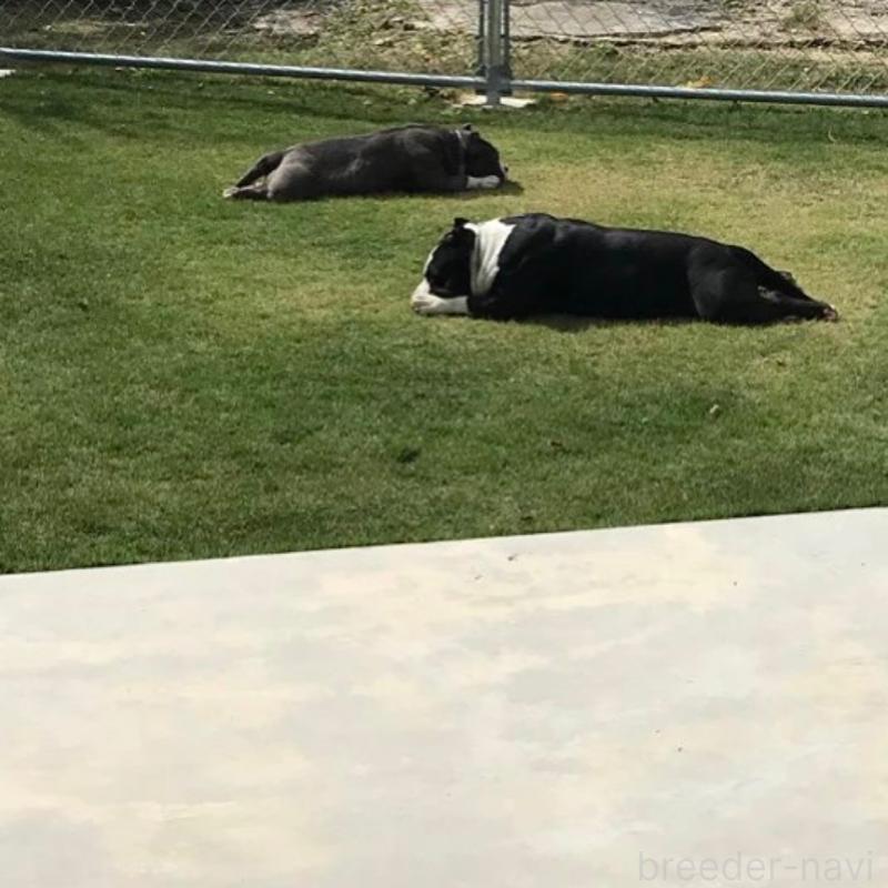 﨑原悠太ブリーダーの詳細