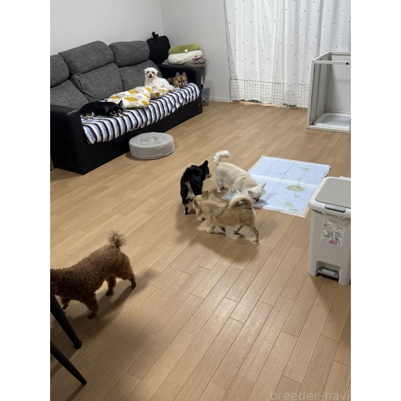 松葉口裕大ブリーダーの詳細