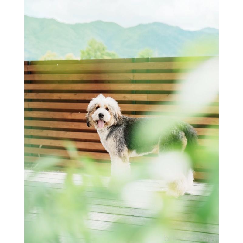 宮田玲美ブリーダーの詳細