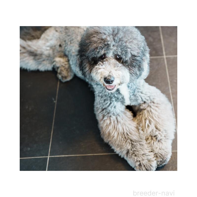 宮田玲美ブリーダーの詳細