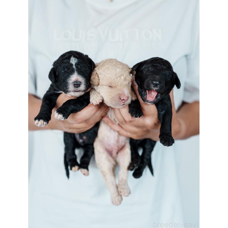 宮田玲美ブリーダーの詳細