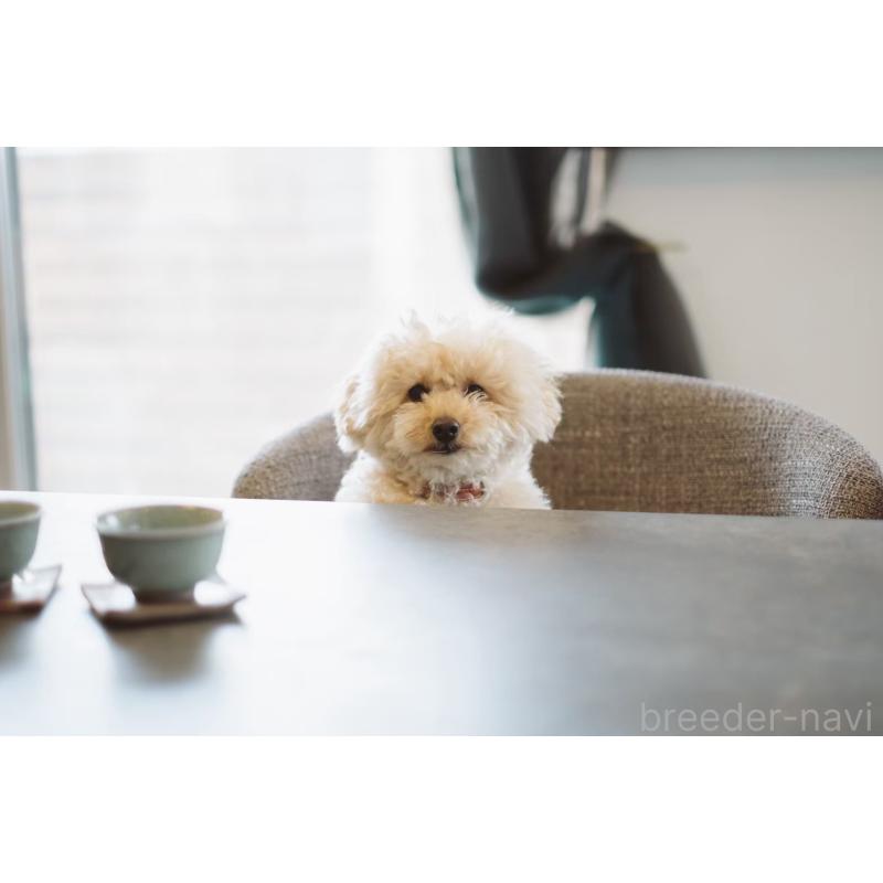 宮田玲美ブリーダーの詳細