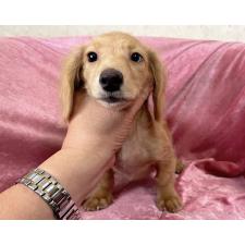 ♀︎ミニチュアダックスフンド(ロングヘアード)