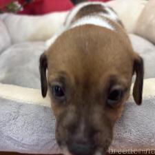 ♀︎ジャックラッセルテリア