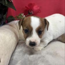 ♀︎ジャックラッセルテリア