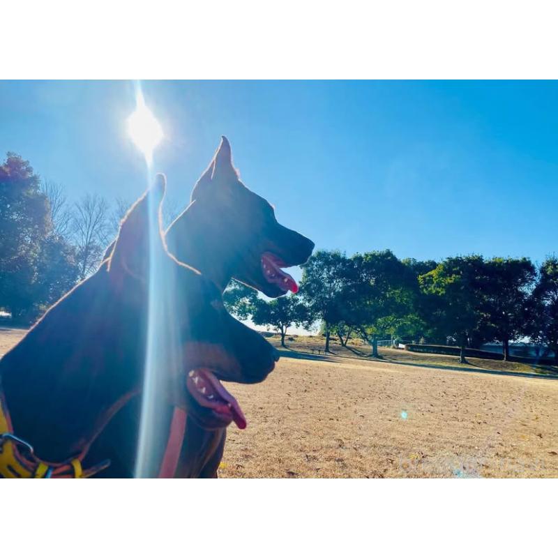 島田遥ブリーダーの詳細