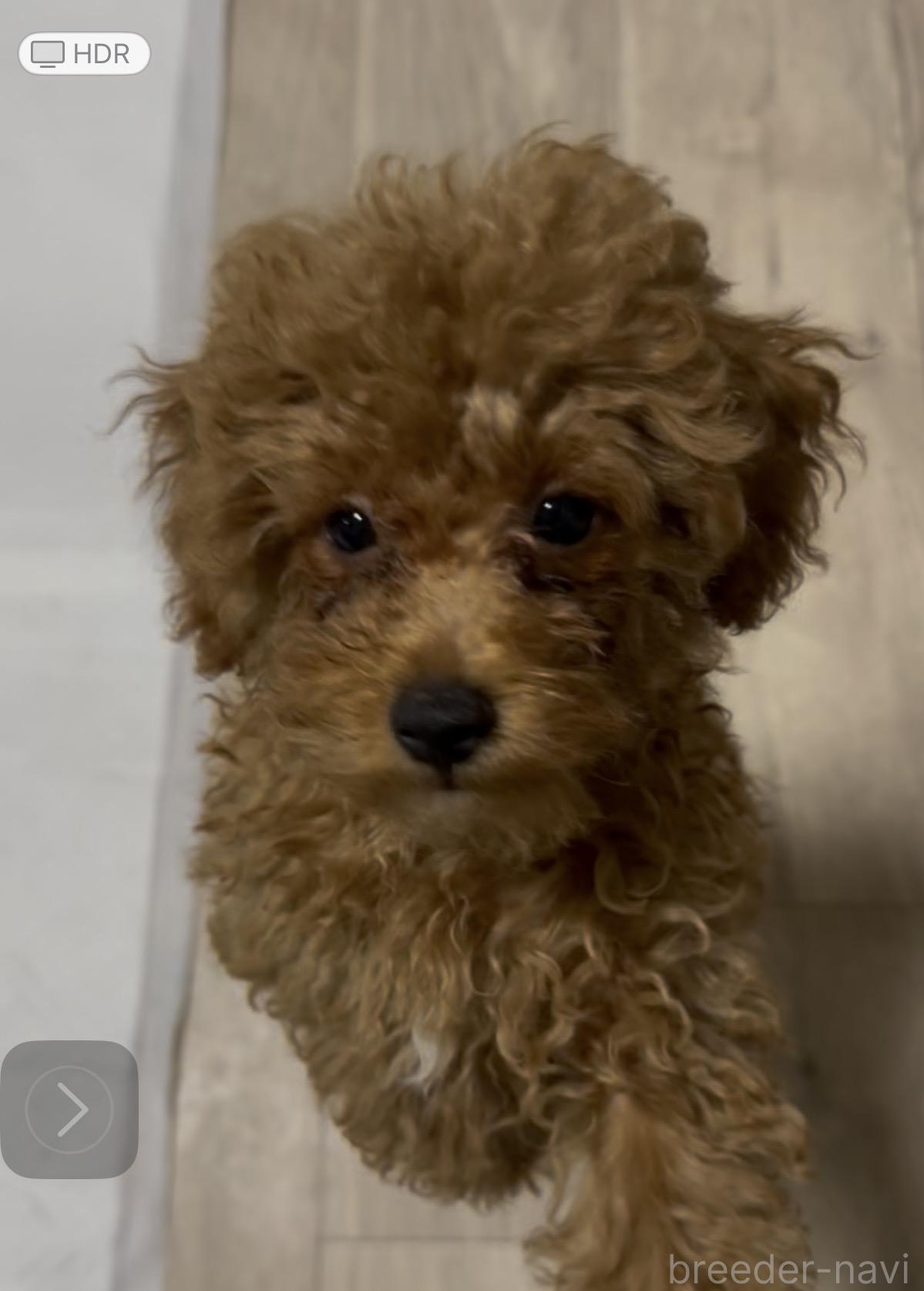 阪部ブリーダー