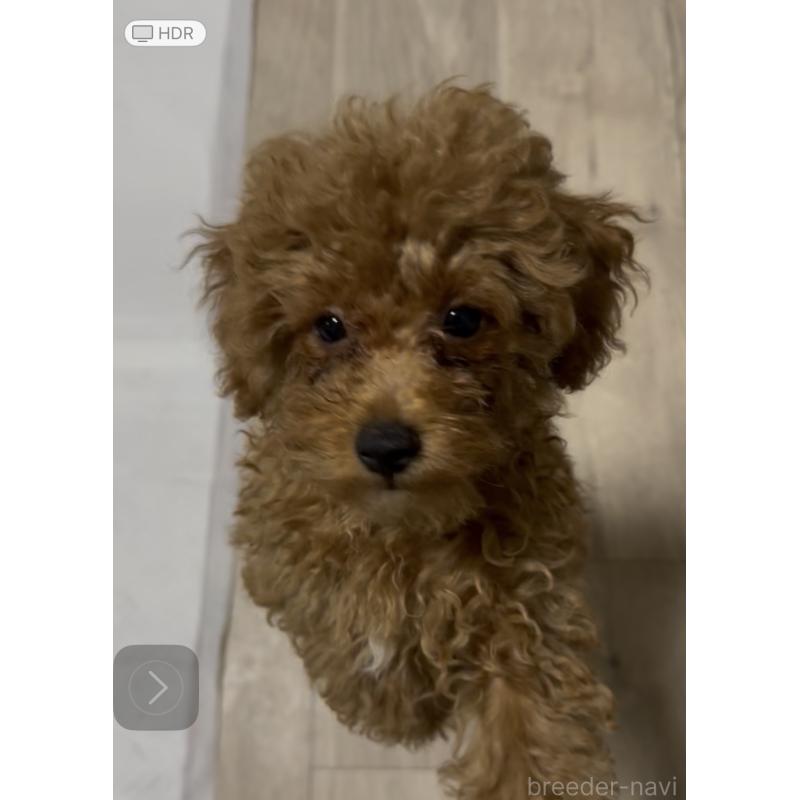 阪部信展ブリーダーの詳細の1枚目