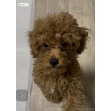 阪部信展ブリーダー