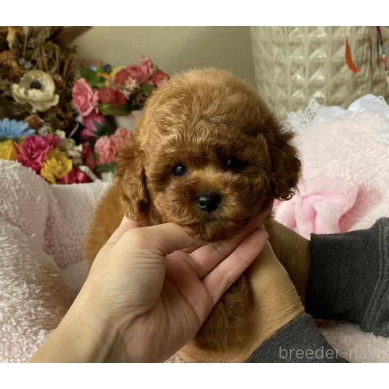 柳川絢子ブリーダーの詳細の1枚目