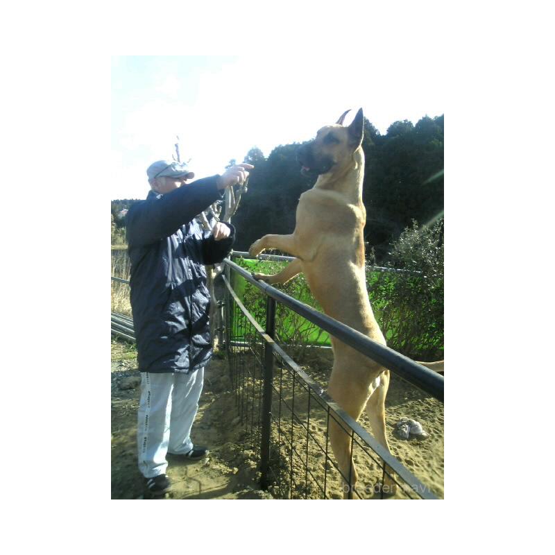 吉野樹理ブリーダーの詳細