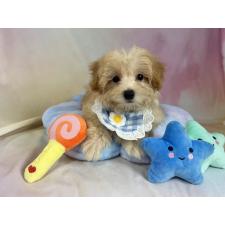 ♀︎マルプー:マルチーズ×トイプードル