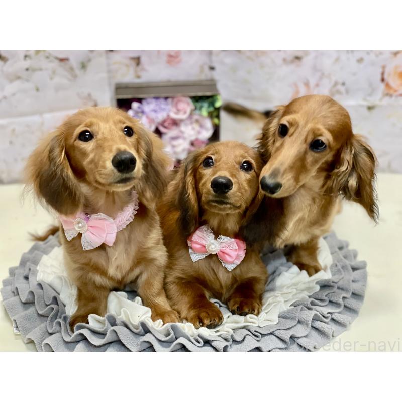 中川知美ブリーダーの詳細