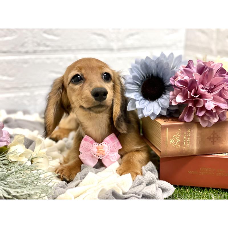 中川知美ブリーダーの詳細