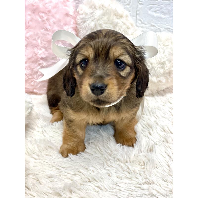 中川知美ブリーダーの詳細