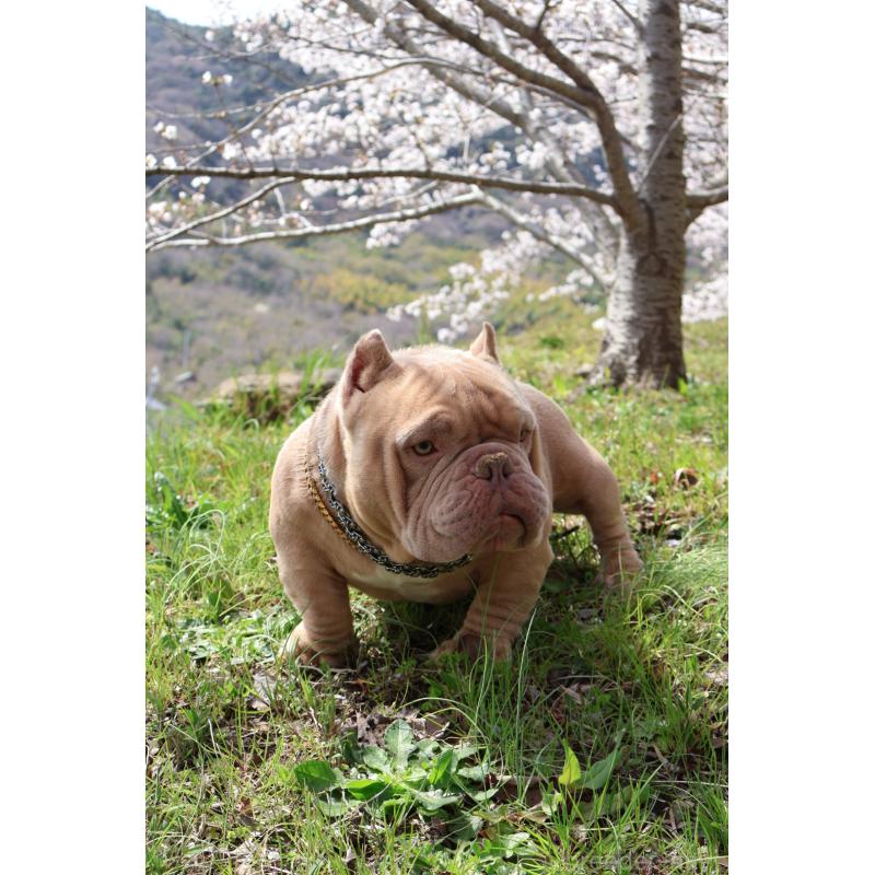 矢野光輝ブリーダーの詳細