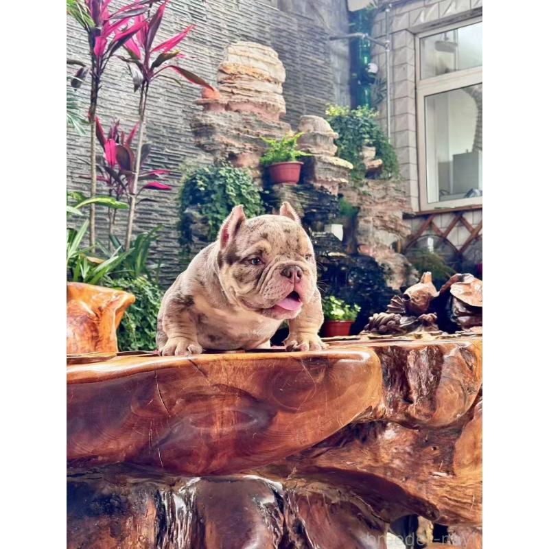 矢野光輝ブリーダーの詳細