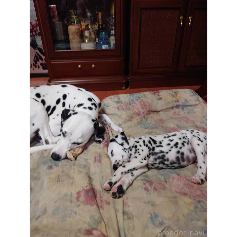 川嶋大明ブリーダーの詳細