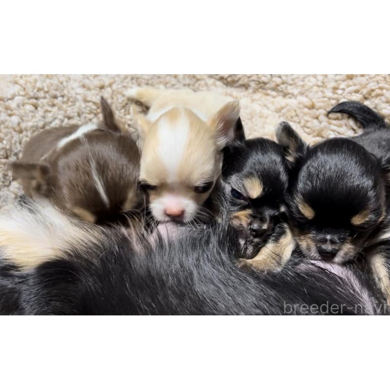 まちだかずしげブリーダーの詳細の1枚目