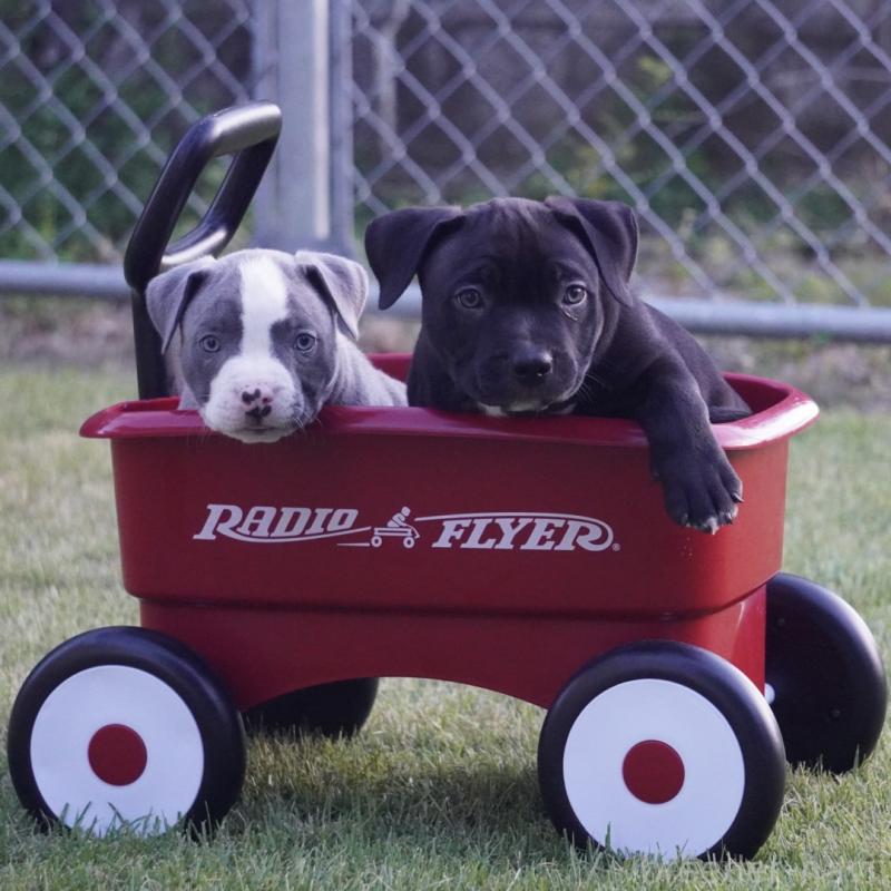 﨑原悠太ブリーダーの詳細