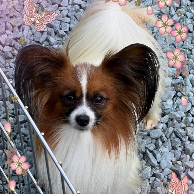 平井弘美ブリーダーの詳細