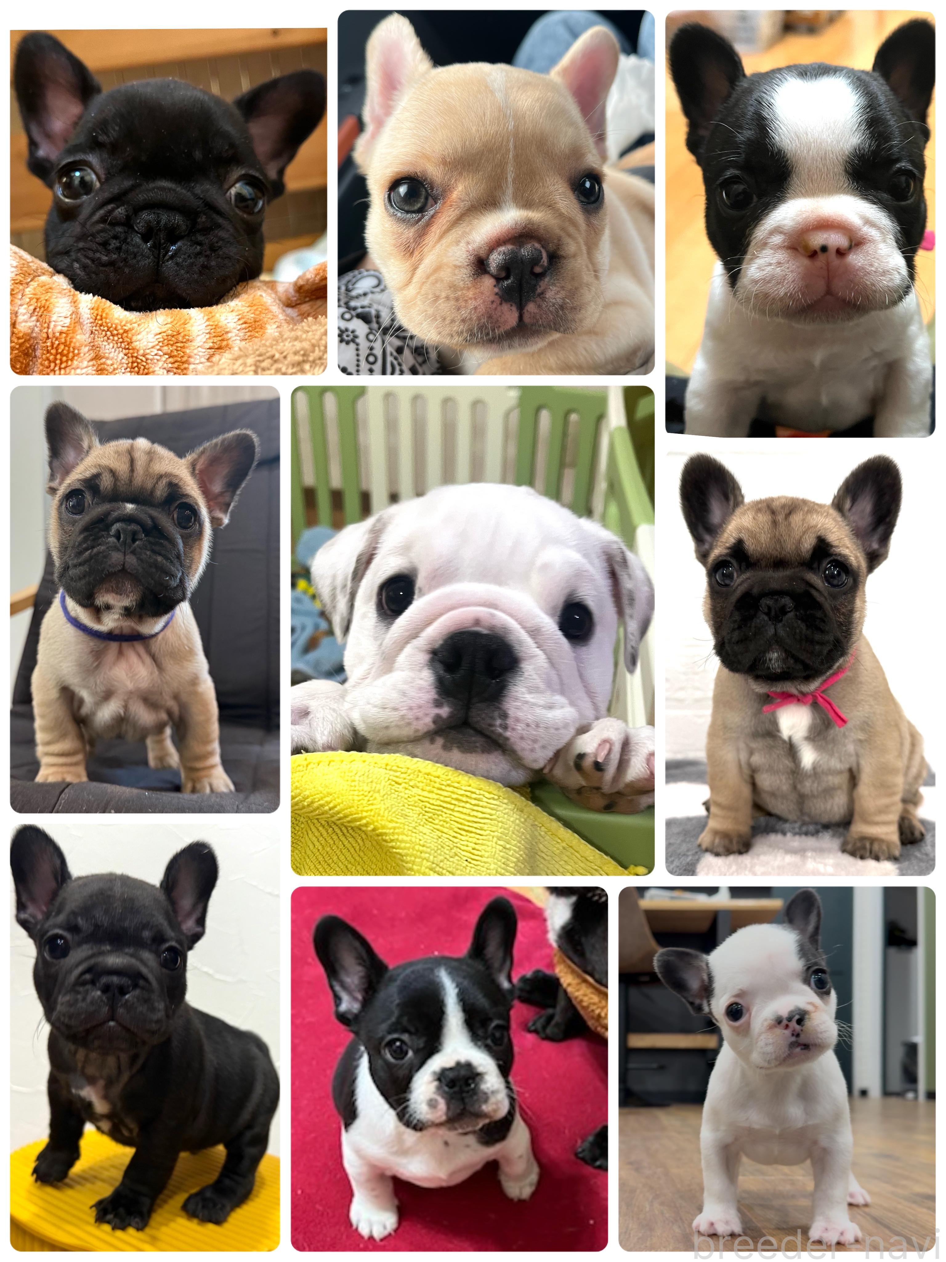 高木ブリーダー