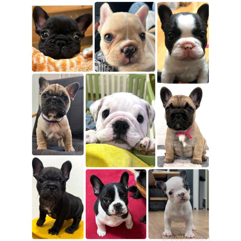 高木愛ブリーダーの詳細の1枚目