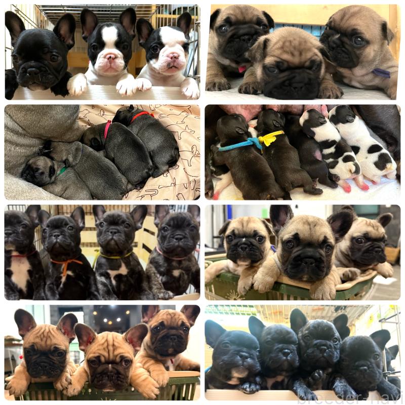 高木愛ブリーダーの詳細