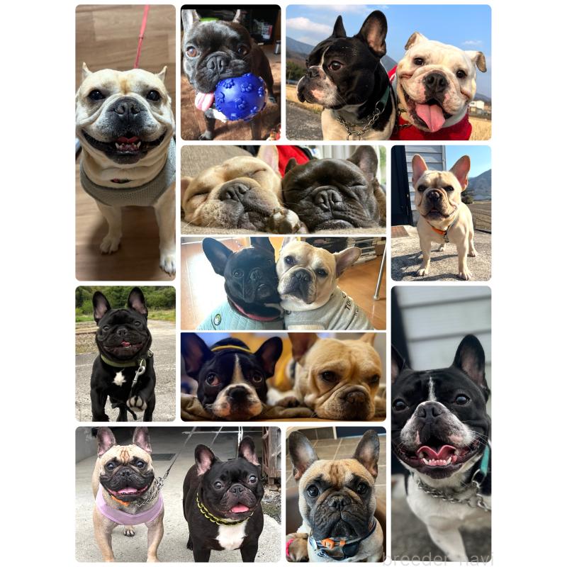 高木愛ブリーダーの詳細