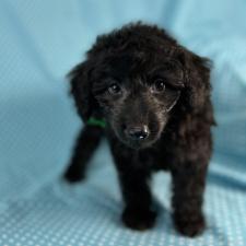 ミックス犬の子犬