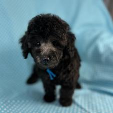 ミックス犬の子犬