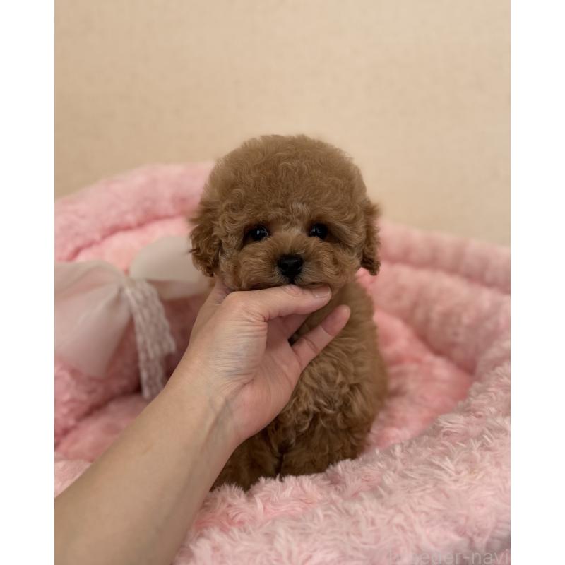 柳川絢子ブリーダーの詳細