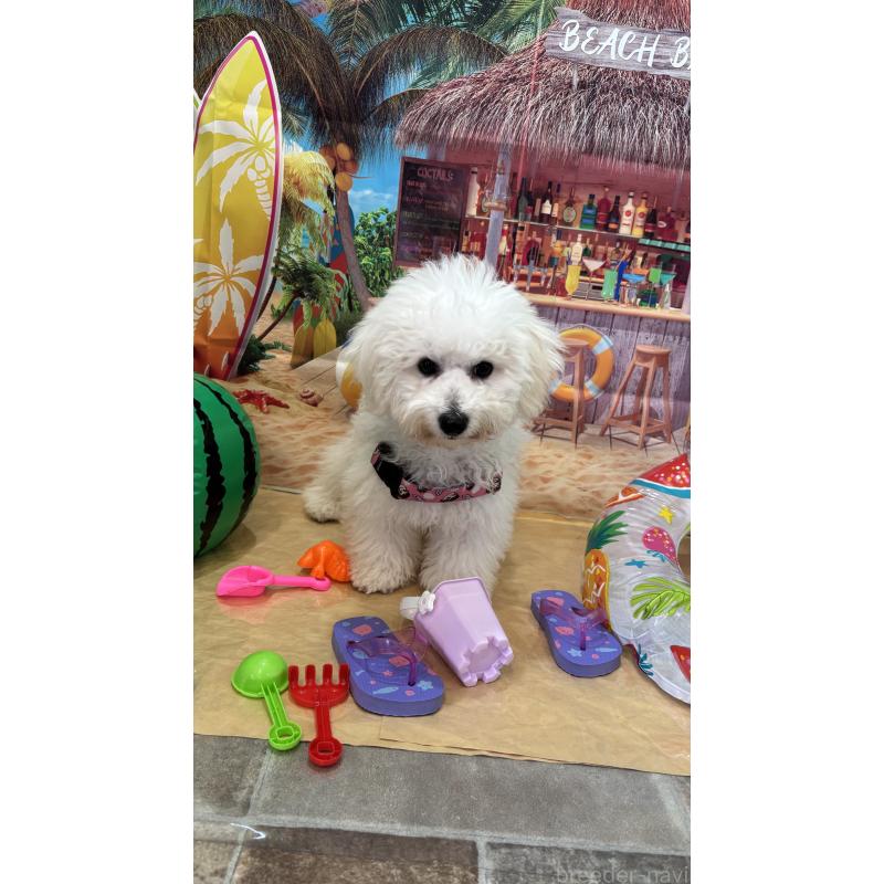 飯田悦子ブリーダーの詳細の1枚目